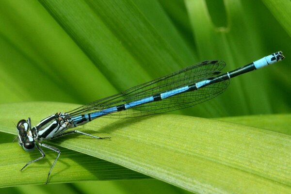 Beautiful dragonfly on a green leaf