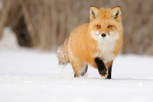 Roter Fuchs im Schnee