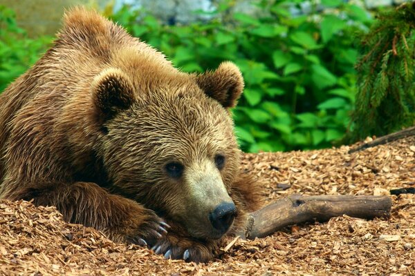 Brauner Bär liegt auf Sägemehl