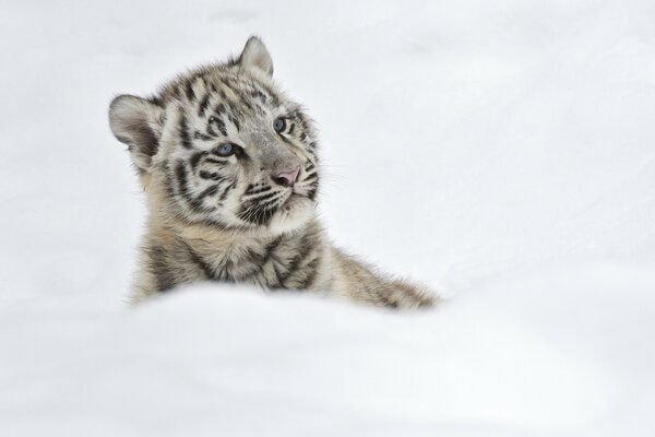 Pequeño cachorro de tigre en una manta blanca de nieve