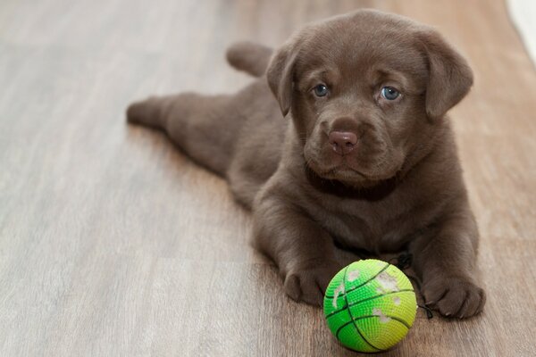 Chiot Labrador avec balle