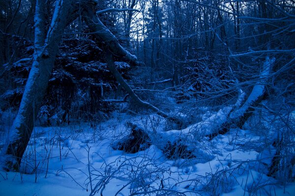 Bosque azul en invierno