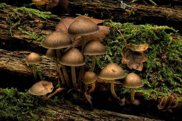 Piccoli funghi che crescono sull albero