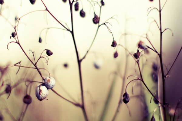 Dry fruits on drooping plants