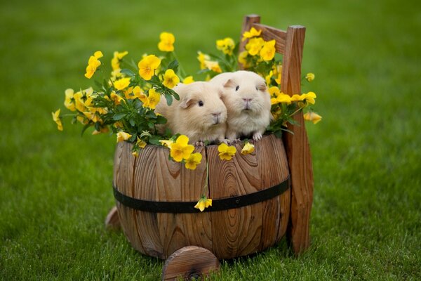 Meerschweinchen in einem Fass mit Blumen