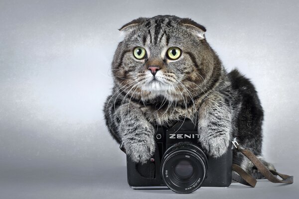 Пухлый кот лежит на фотоаппарате зенит