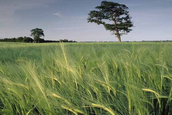 Un árbol en medio de un campo contra el cielo y la hierba