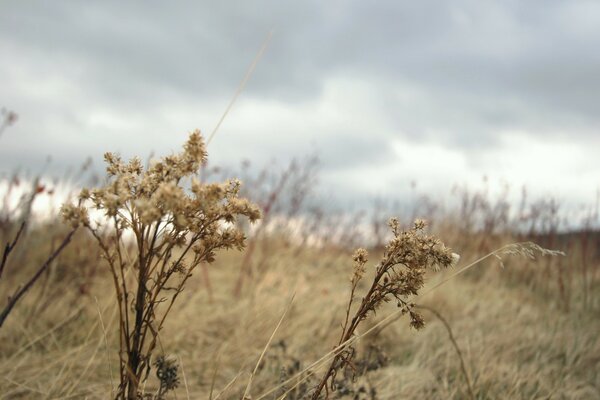 Trockenes Gras im Herbstfeld