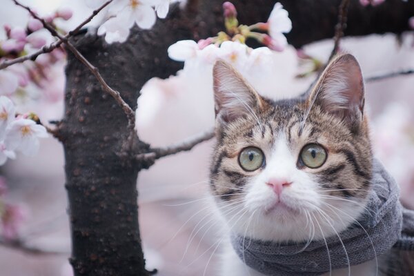 El gato en la bufanda junto al árbol