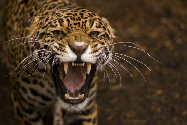 Gato salvaje Jaguar furioso