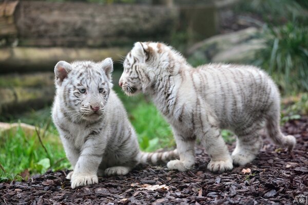 Ein paar wilde Tiger auf der Flucht