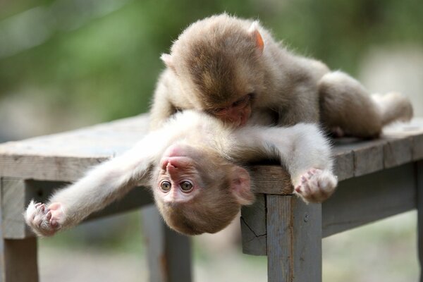 Dos monos amistosos abrazados