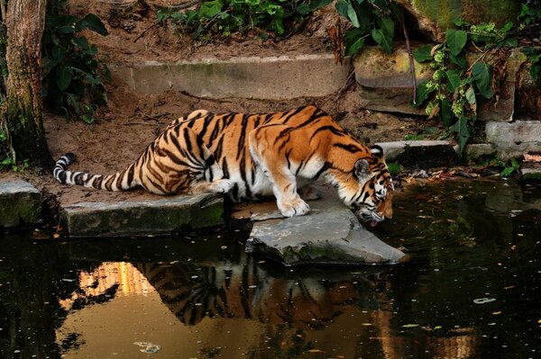 El tigre de Amur llegó al abrevadero al estanque