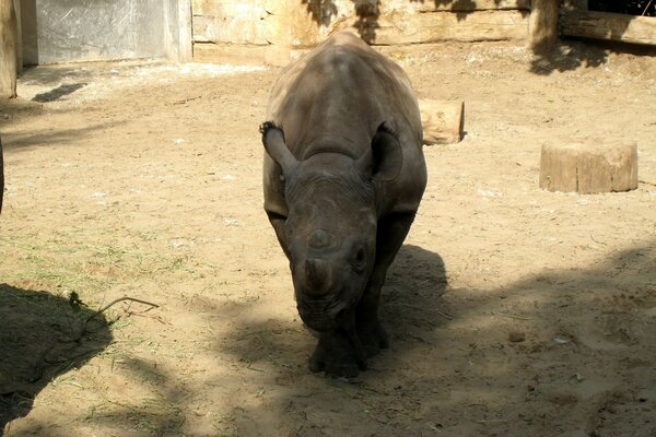 A small rhinoceros in an aviary in the shade
