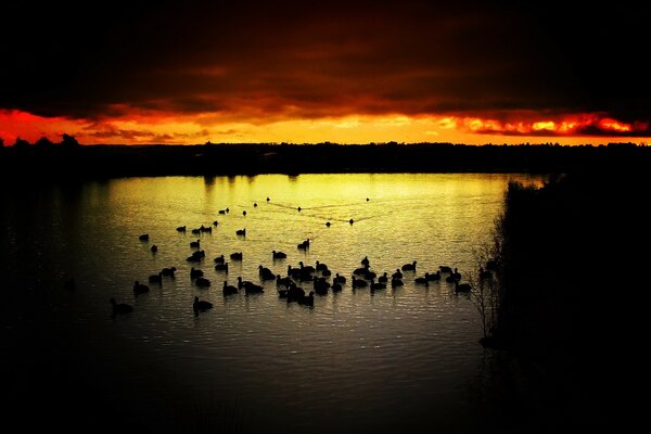 Vogelfamilie bei Sonnenuntergang im Wasser