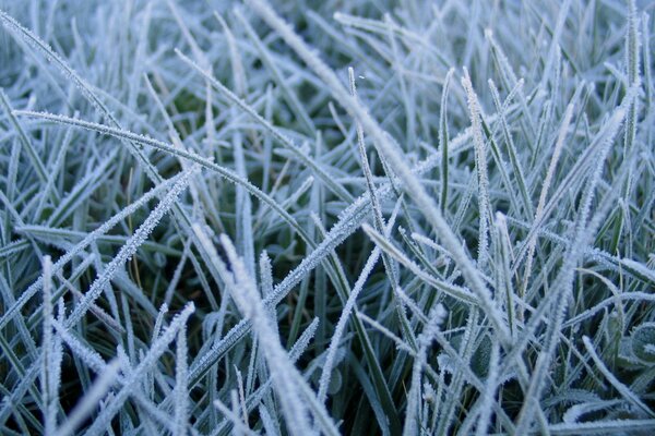 Macro grass in winter a lot