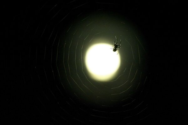 Moon in a spider web on a black background