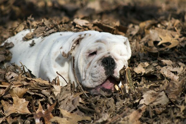 Bouledogue blanc enfoui dans les feuilles mortes