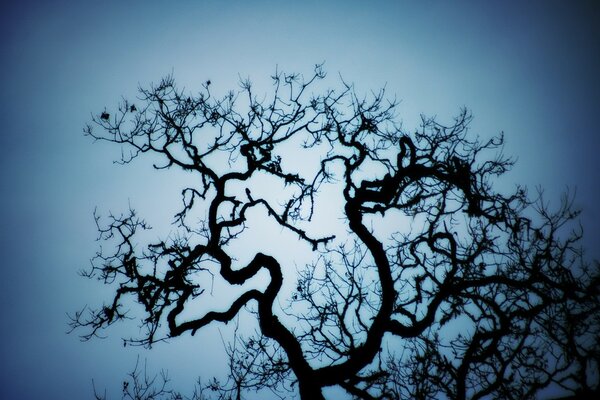 Ein Baum ohne Laub mit gewundenen Zweigen