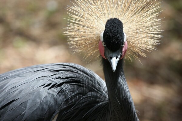 Oiseau noir avec touffe dorée