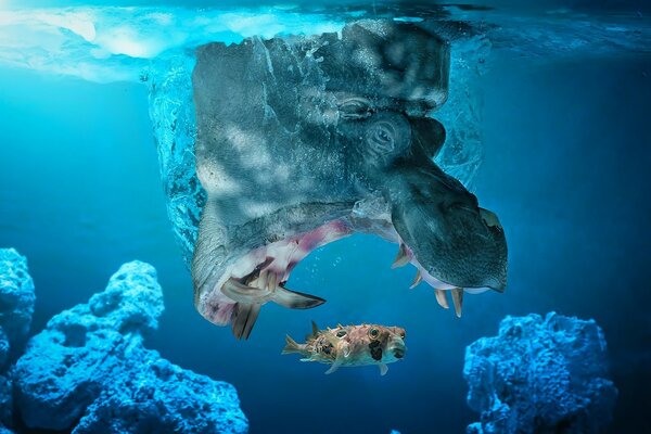 Hipopotam poluje na ryby pod wodą