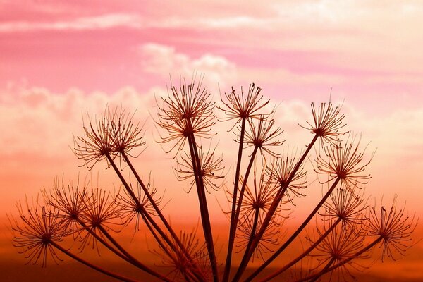 Pianta al tramonto nel cielo rosso