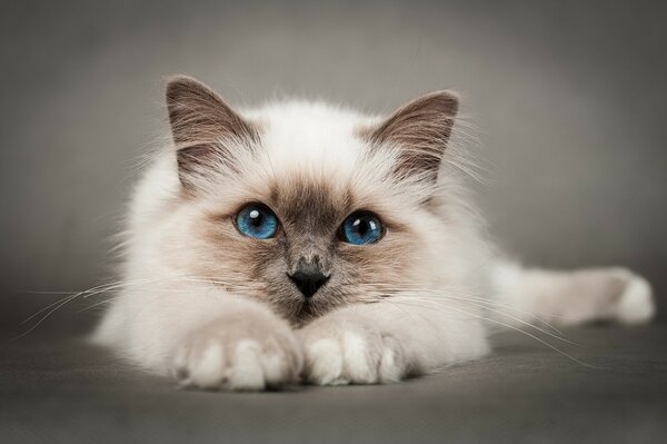 A white kitten with blue eyes