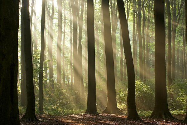 Árboles en el bosque entre el sol