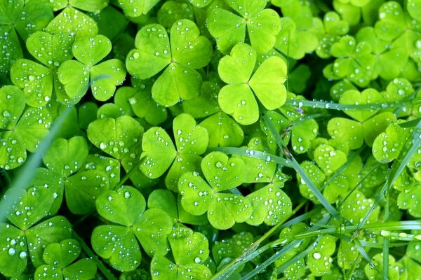 Three-leaf clover in dew drops