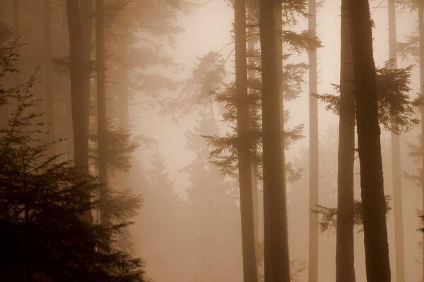 Fog in the forest in summer sepia