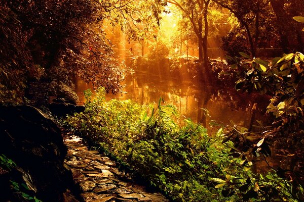 Plants along the riverbank in sunlight