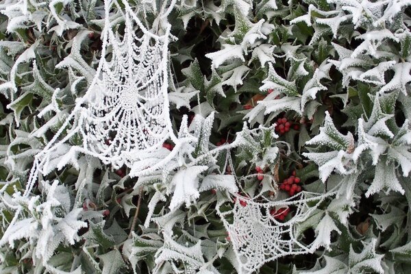 Cobwebs in the snow in winter frost