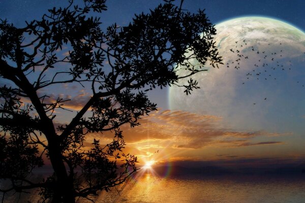 Un árbol al amanecer contra el mar