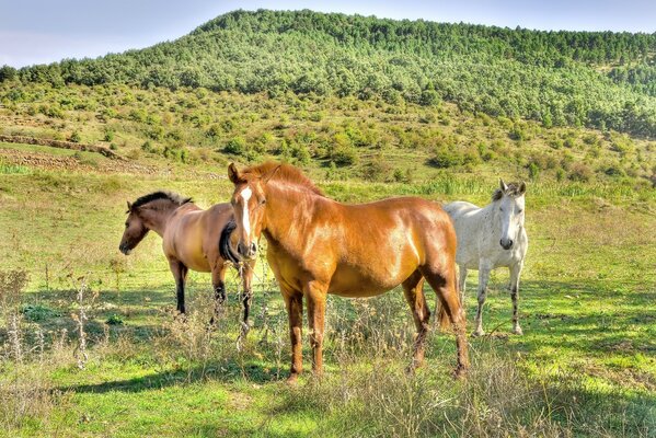 Chevaux paissent dans le champ