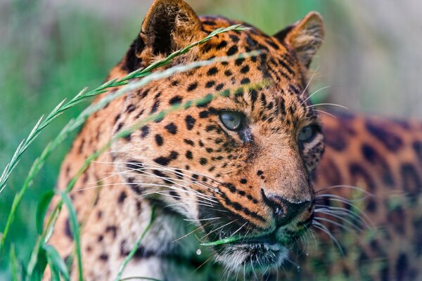 Spotted leopard lurking in the grass