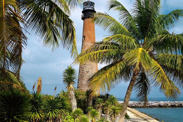 Palm Trees Lighthouse florida