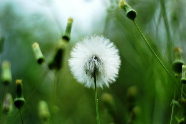 Dandelion dressed in a white dress