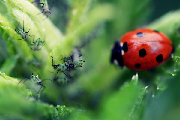 Macro ladybug and ant on a leaf