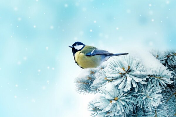 A chickadee is sitting on a snow-covered spruce branch