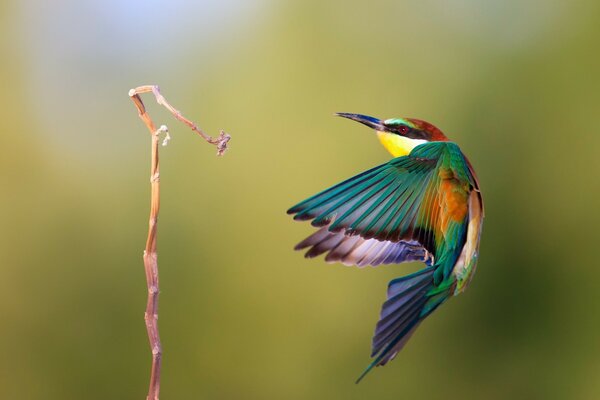 Pájaro de color brillante en vuelo