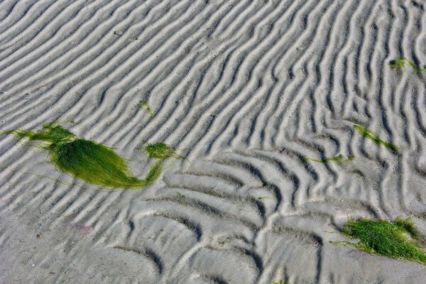 Sable dans les lignes dans les algues