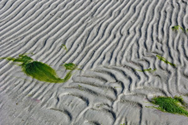 Sabbia nelle linee nelle alghe
