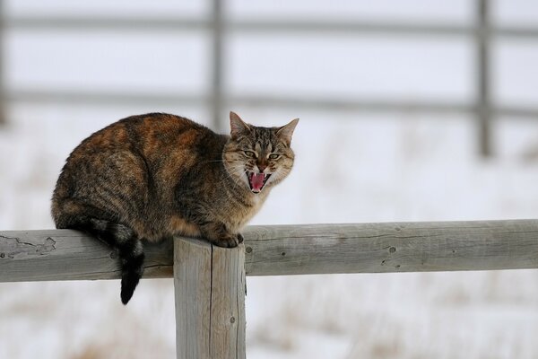 Gatto macchiato sul recinto. Inverno