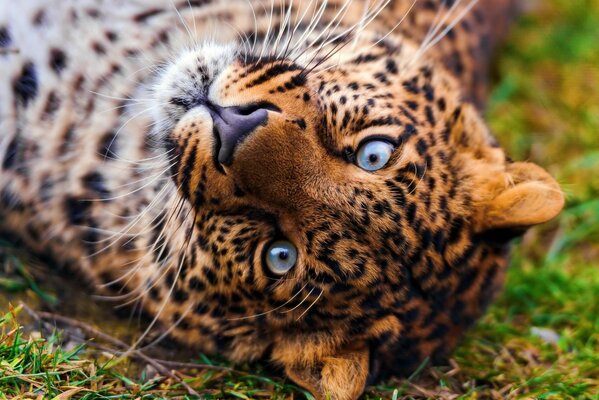 A leopard with blue eyes lies on the grass