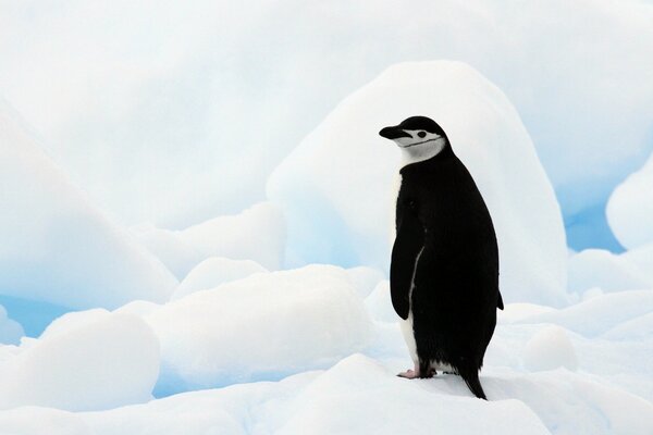 Pinguin steht in der Antarktis im Schnee