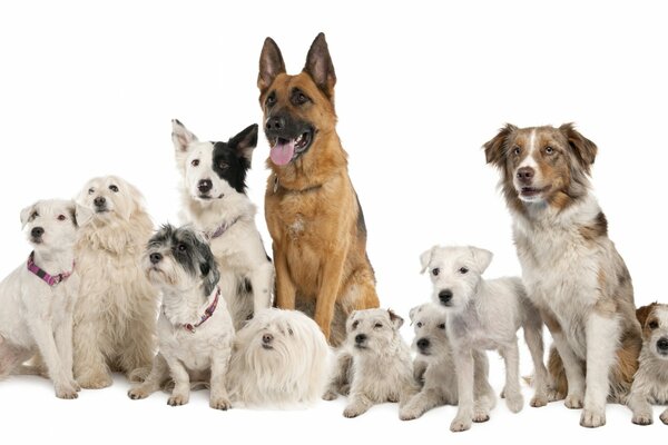 Diferentes razas de perros en una foto