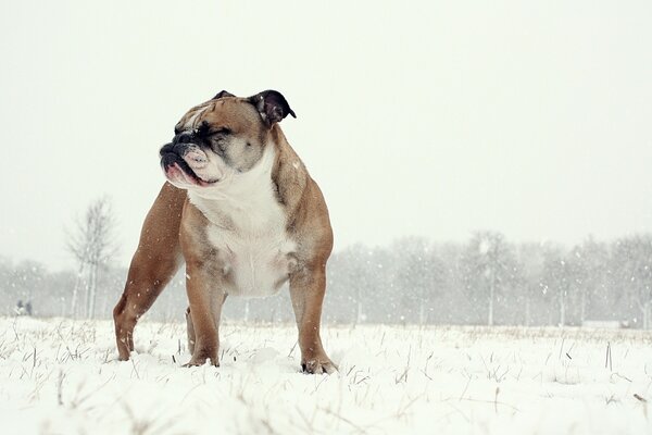 English bulldog on the background of winter nature