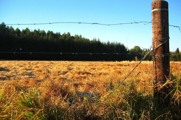 El campo de otoño es hora de oro