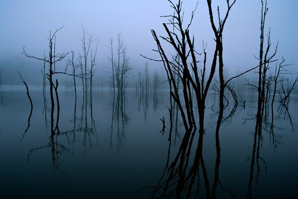 Dunkler Wald in Bäumen in Wasserreflexion