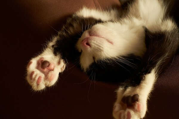 The kitten sleeps with its paws stretched out